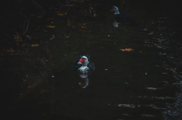 Eine Einheimische Moskauer Ente Schwimmt See — Stockfoto