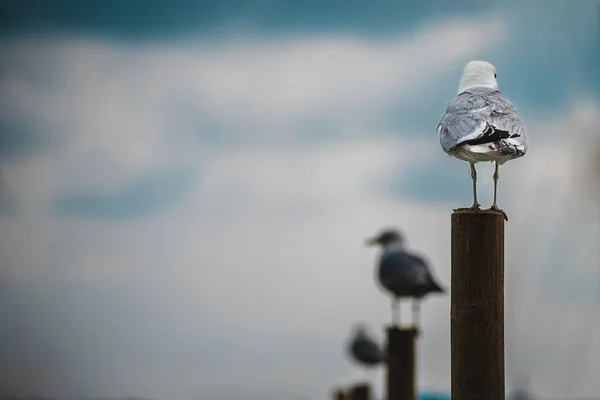 Row Seagulls Resting Poles Coastline Blurred Skyscape Background — Stock Photo, Image