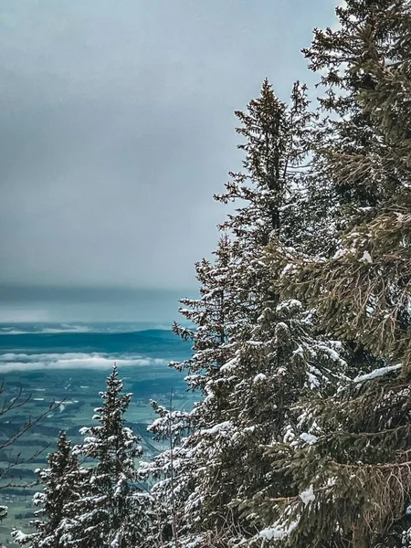 青空が広がる海沿いの雪の木々の風景 — ストック写真