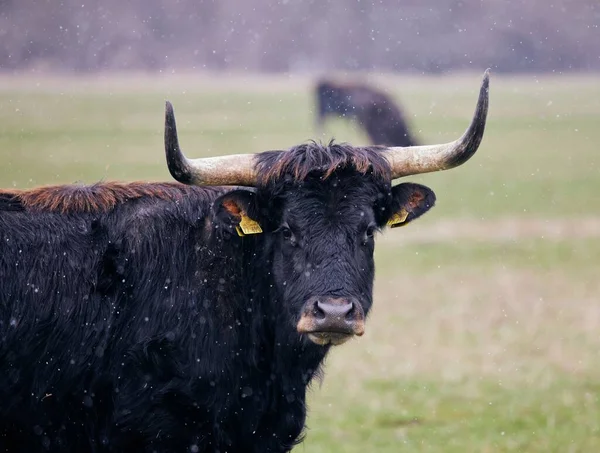 Duża Ciemnobrązowa Krowa Rogami Polu Moos Bawaria Niemcy — Zdjęcie stockowe