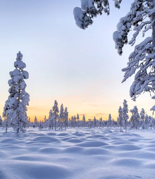 Una Hermosa Vista Resplandor Amarillo Cielo Sobre Bosque Blanco Congelado —  Fotos de Stock