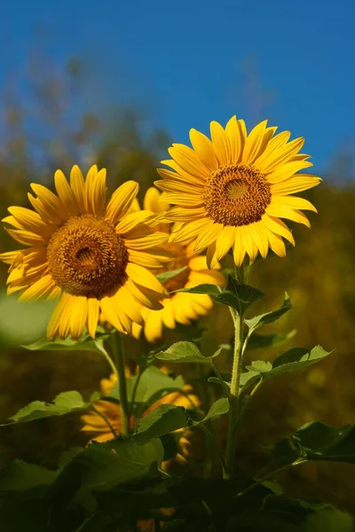 Detailní Záběr Kvetoucích Slunečnic Izolovaných Rozmazaném Pozadí — Stock fotografie