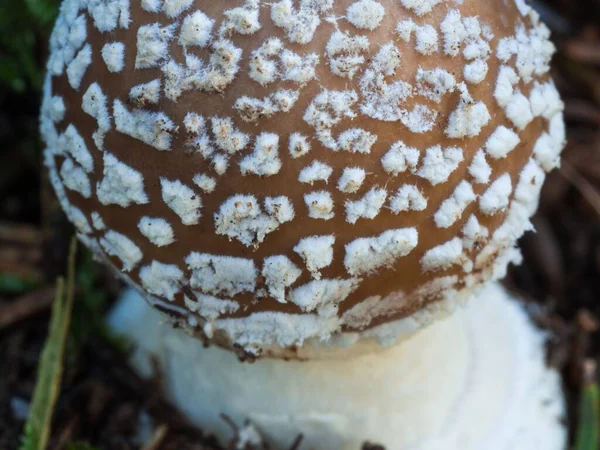Closeup Cogumelo Gorro Pantera Que Cresce Floresta — Fotografia de Stock
