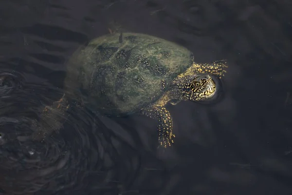 一只水龟在水里游泳 — 图库照片