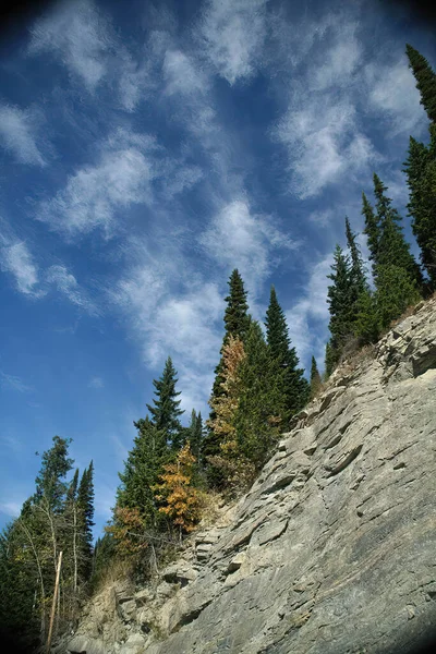 在一个阳光灿烂的秋日 在蓝色天空下的一个巨大的岩石悬崖上 生长着一株垂直的树 — 图库照片