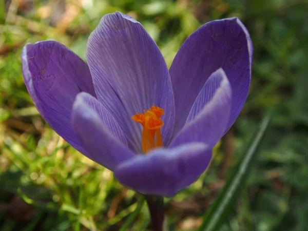 Nahaufnahme Einer Schönen Violetten Blume Die Freier Wildbahn Blüht — Stockfoto