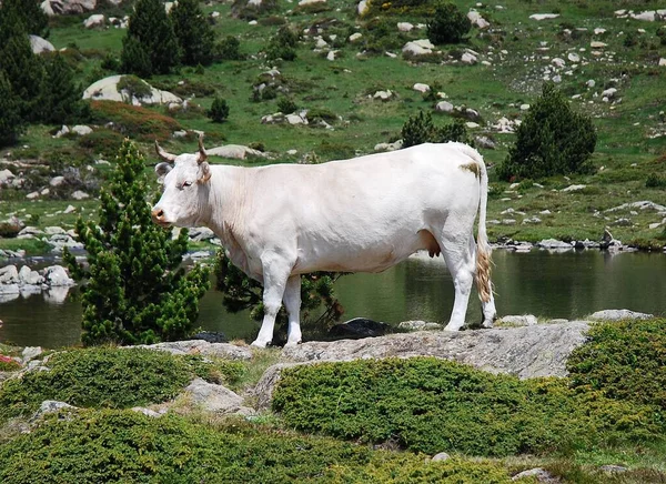 Una Vaca Blanca Campo Rocoso Contra Lago Tranquilo — Foto de Stock