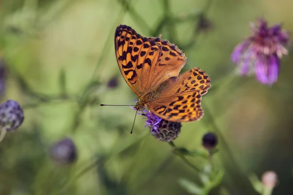 背景にぼやけている庭に その翼が広がっている銀洗浄のフリル蝶のトップビュー — ストック写真