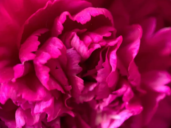 Tiro Close Uma Flor Peônia Rosa Brilhante Fresco — Fotografia de Stock