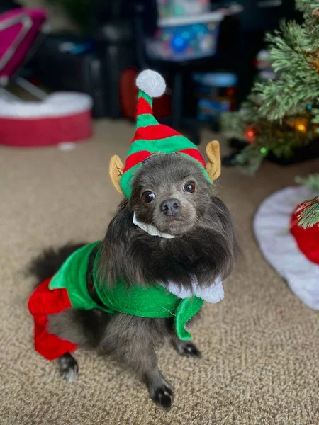 Chien Chihuahua Noir Mignon Portant Costume Elfe Nouvel — Photo