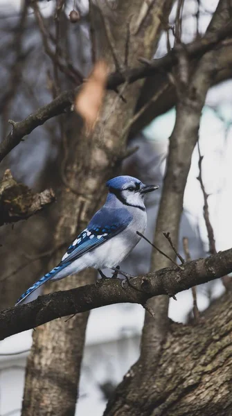 Μια Κάθετη Λήψη Ενός Μπλε Πουλιού Jay Σκαρφαλωμένου Ένα Κλαδί — Φωτογραφία Αρχείου