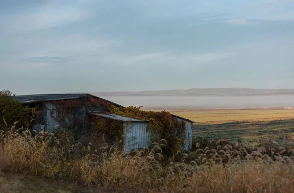 Beautiful Shot Farmland Scene Shed Covered Vines Valley Pine Island — Stock Photo, Image