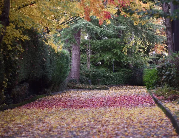森の中に黄色の木がある道に美しいカラフルな秋の葉 — ストック写真