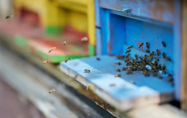 Selektiver Fokus Eines Bienenschwarms Der Einem Sonnigen Tag Stock Vorbeifliegt — Stockfoto