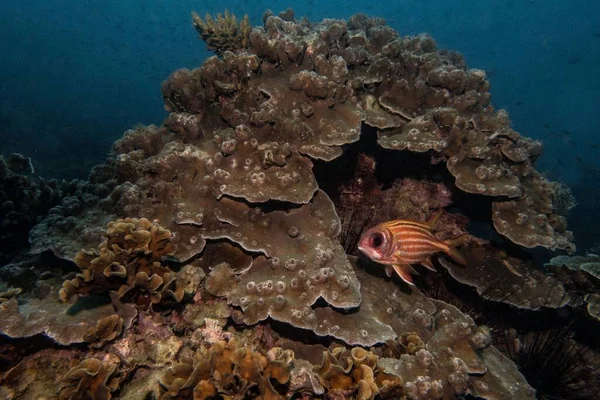Рыба Окруженная Мягким Твердым Коралловым Рифом Время Дайвинга Голубым Фоном — стоковое фото