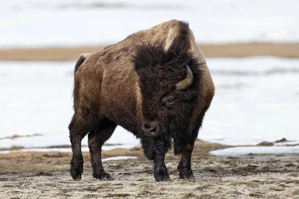 An  American bison in winter. Bison bison. Yellowstone National Park.