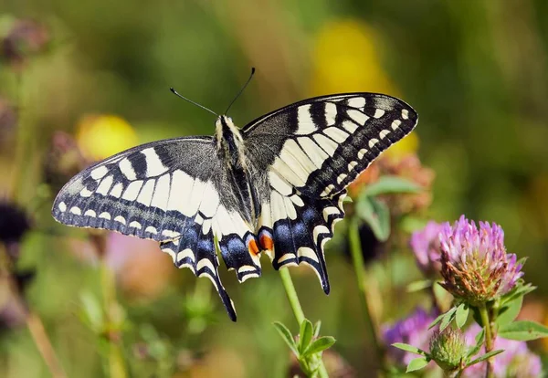 Plan Rapproché Papillon Dans Parc National Rivière Isar Moos Bavière — Photo