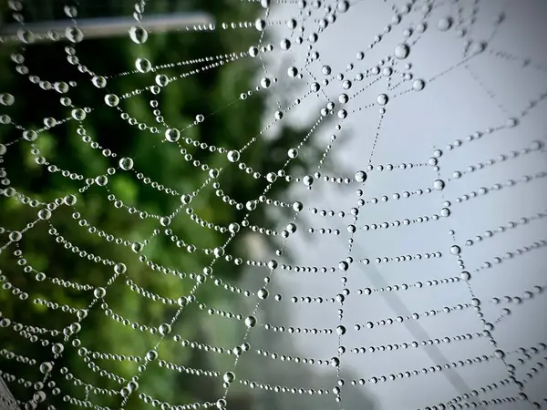 Una Macro Toma Una Tela Araña Húmeda —  Fotos de Stock