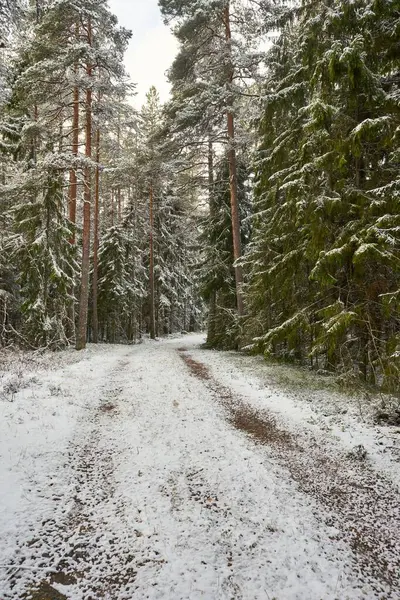 Egy Kép Egy Gyalogútról Amit Magas Fák Vesznek Körül Erdőben — Stock Fotó