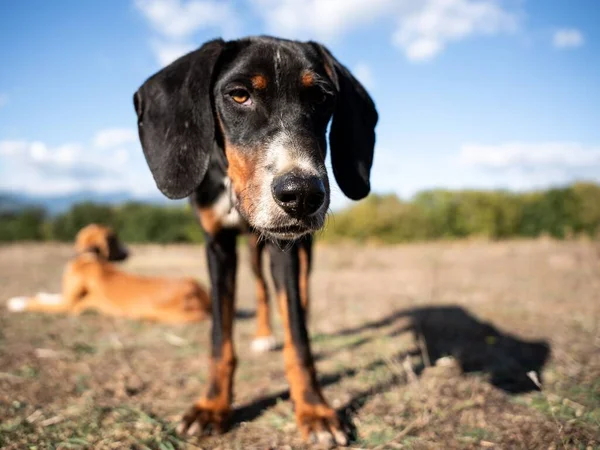 Uma Vista Perto Cão Olhando Para Câmera Campo Durante Dia — Fotografia de Stock