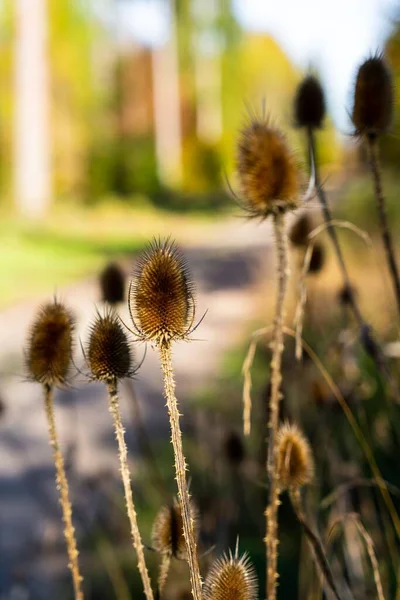 Vertical Shot Teasels Prickles Blurred Background Daylight — Stock Photo, Image