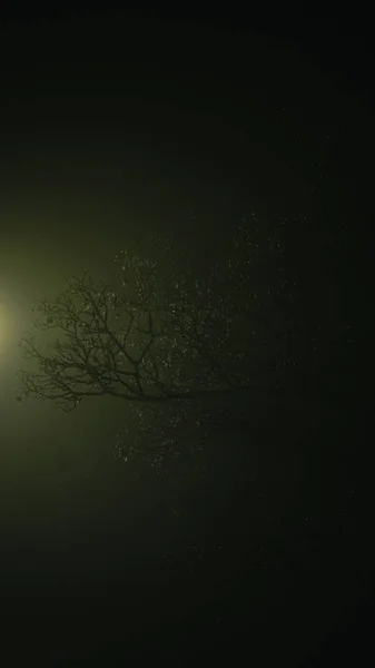 Geceleri Bir Ağacın Dallarının Dikey Görüntüsü — Stok fotoğraf