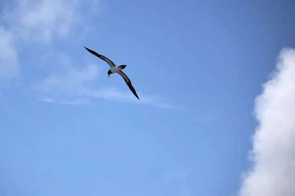 Ein Flachbild Des Großen Albatrosses Der Einem Sonnigen Tag Den — Stockfoto
