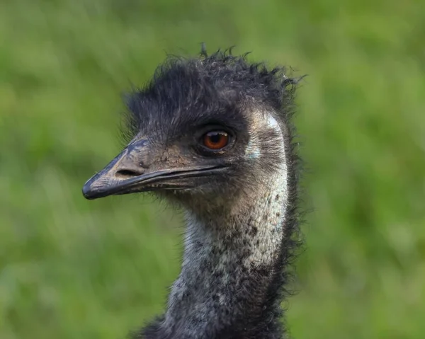 Detailní Záběr Emu — Stock fotografie