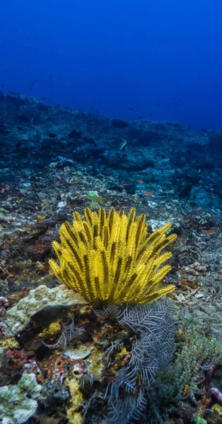 在珊瑚礁之上的深蓝色海面上 一颗黄鱼星的垂直照片 — 图库照片