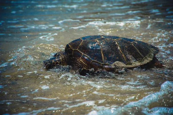 Крупный План Черепахи Ползущей Воде Пляже Солнечную Погоду — стоковое фото
