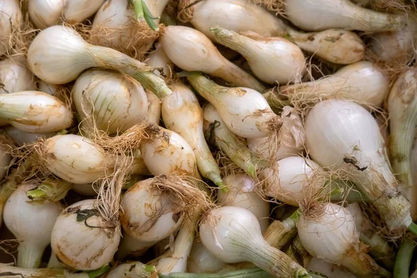 Close Monte Garlics — Fotografia de Stock