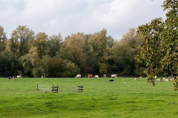 Uma Bela Vista Vacas Campo Verde Sob Céu Nublado Nos — Fotografia de Stock
