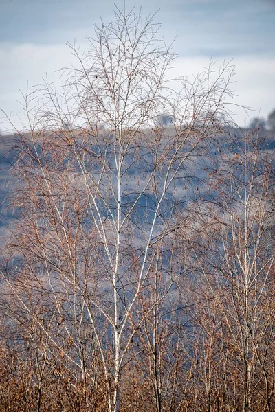 裸の木の垂直ショット — ストック写真