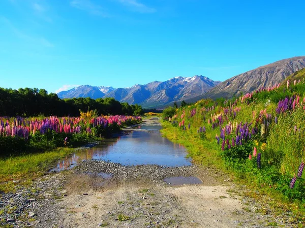 Een Natuurlijk Uitzicht Groot Bladig Lupine Veld Berglandschap Nieuw Zeeland — Stockfoto
