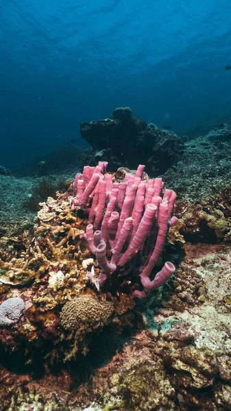 潜水时的软而硬的珊瑚礁 — 图库照片