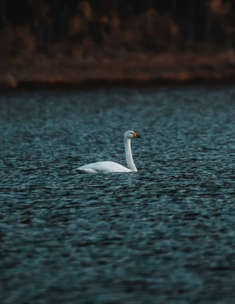 Vertical Shot Swan Cygnus Swimming Wavy Lake — Stock Photo, Image