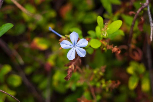 Eine Nahaufnahme Einer Schönen Plumbago Blume Die Wald Wächst — Stockfoto