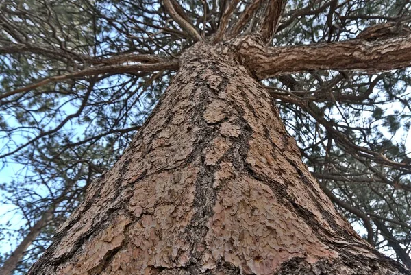Ângulo Baixo Close Tiro Uma Árvore Alta Poderosa Com Céu — Fotografia de Stock