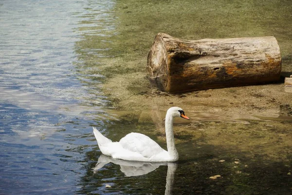 Белый Лебедь Плывет Спокойной Реке Солнечный День — стоковое фото