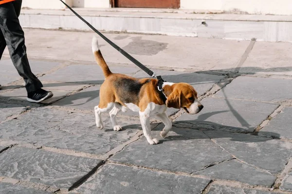 Cute Beagle Dog Walking Streets His Owner — Stock Photo, Image