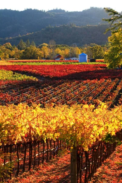 Ein Malerischer Blick Auf Den Herbst Einem Landwirtschaftlichen Land Napa — Stockfoto