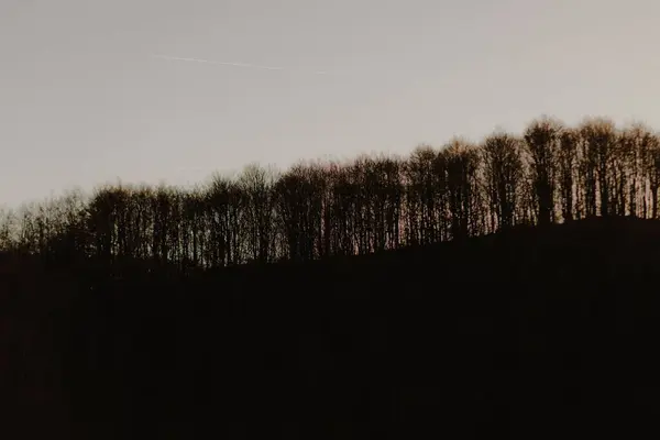 Baixo Ângulo Silhuetas Árvores Uma Colina Com Céu Claro Iluminado — Fotografia de Stock