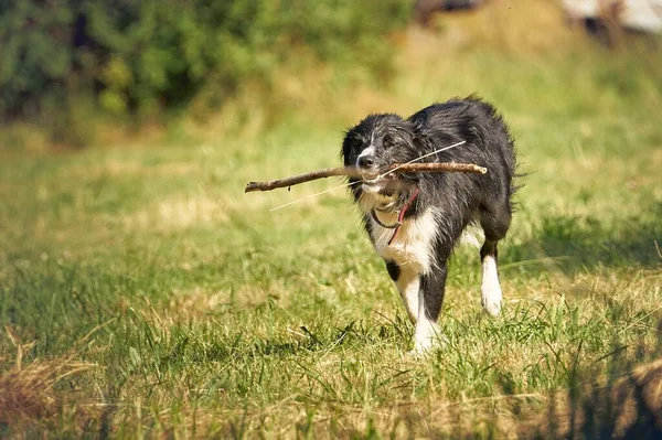 Een Schattige Hond Gelukkig Rennend Het Zonnige Veld Met Een — Stockfoto