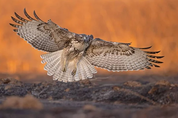 尾が赤い鷹狩りの閉鎖 ブテオ ジャマイケンシス — ストック写真