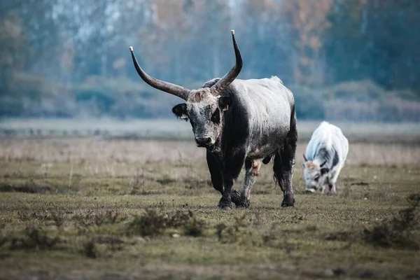A beautiful Hungarian gray cow with big horns walking in the field