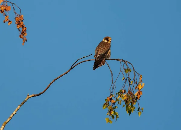 一张欧亚大陆爱好的特写镜头 栖息在蓝天前的一棵秋天的树枝上 — 图库照片
