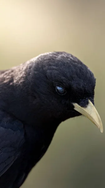 Vertical Closeup Common Blackbird — Stock Photo, Image