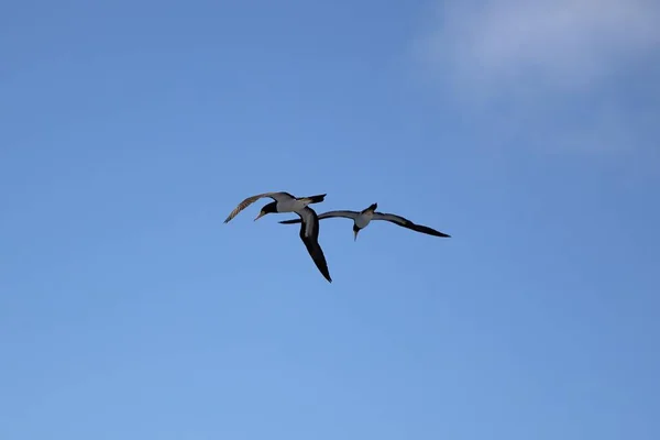 Low Angle Shot Great Albatross Flying Blue Sky Sunny Day — Stock fotografie