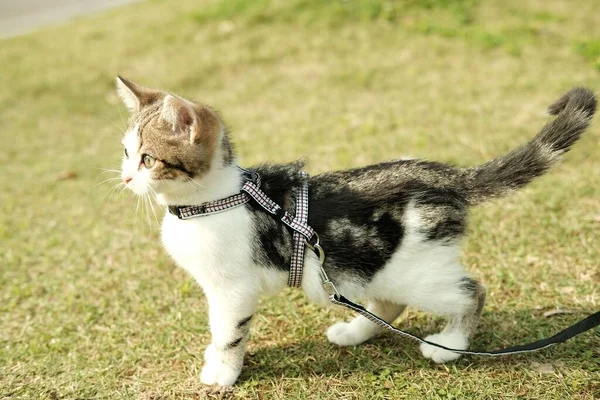 草の上にハーネス付きの可愛い猫 — ストック写真
