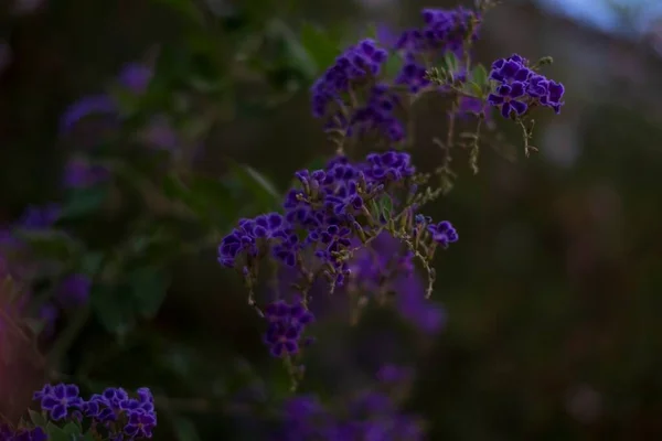 Egy Makró Gyönyörű Duranta Virágokkal — Stock Fotó
